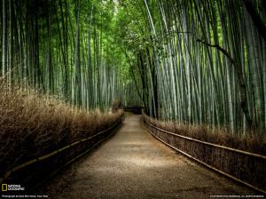 Bamboo HDR Path Trail Walkway HD wallpaper thumb
