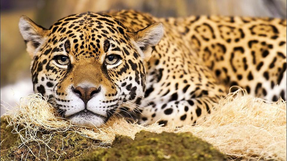 Jaguar Big Cat wallpaper,endangered HD wallpaper,nature HD wallpaper,wild HD wallpaper,beautiful HD wallpaper,jaguar HD wallpaper,big cat HD wallpaper,animals HD wallpaper,1920x1080 wallpaper