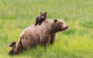 Bears family, grass, green wallpaper thumb