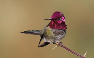 Bird Hummingbird Branch Feathers Pink Image Download wallpaper thumb