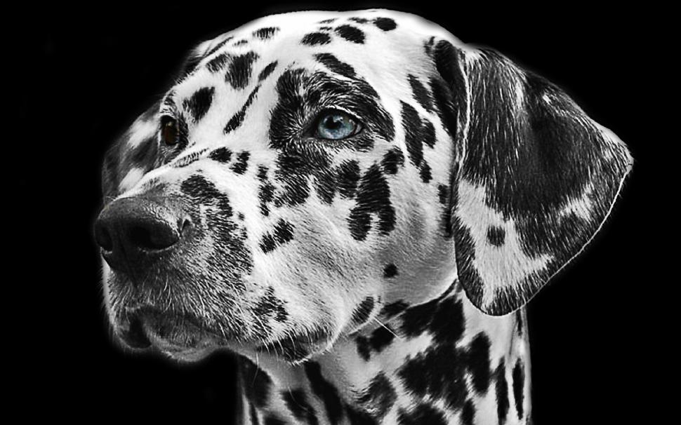 Animal, pet, dog, fur, stains, dog head, dalmatian, black and white wallpaper,black and white HD wallpaper,pet HD wallpaper,dog HD wallpaper,fur HD wallpaper,stains HD wallpaper,dog head HD wallpaper,dalmatian HD wallpaper,1920x1200 wallpaper