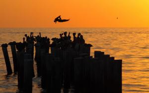 Pelican Bird Sunset Posts Ocean HD wallpaper thumb