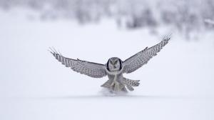 Owl on snow wallpaper thumb
