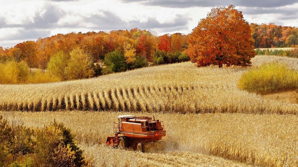 Combine Harvester In A Corn Field wallpaper,trees HD wallpaper,field HD wallpaper,harvester HD wallpaper,corn HD wallpaper,autumn HD wallpaper,nature & landscapes HD wallpaper,1920x1080 wallpaper