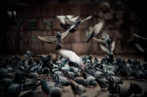 *** A Flock Of Pigeons *** wallpaper thumb