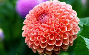 flower beauty dahlia wallpaper thumb