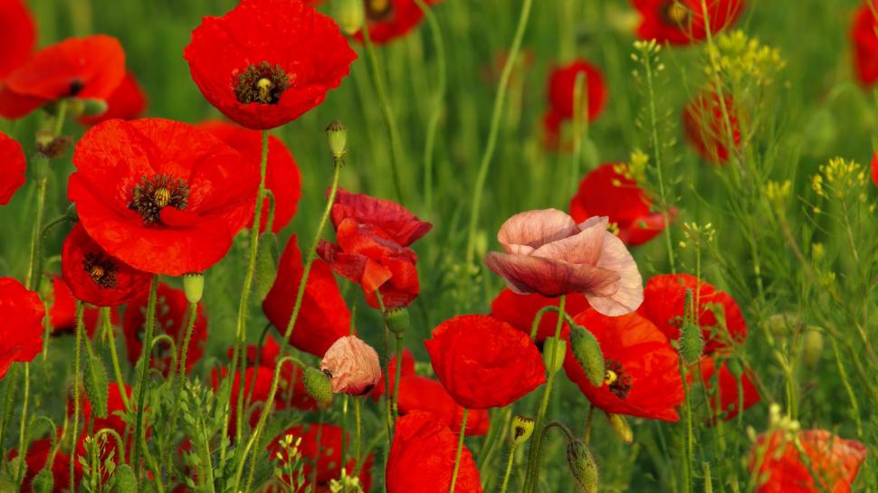 Flowers Red Poppies wallpaper,poppies HD wallpaper,plants HD wallpaper,flowers HD wallpaper,nature & landscapes HD wallpaper,1920x1080 wallpaper