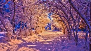 Winter, night, snow, trees, lights wallpaper thumb