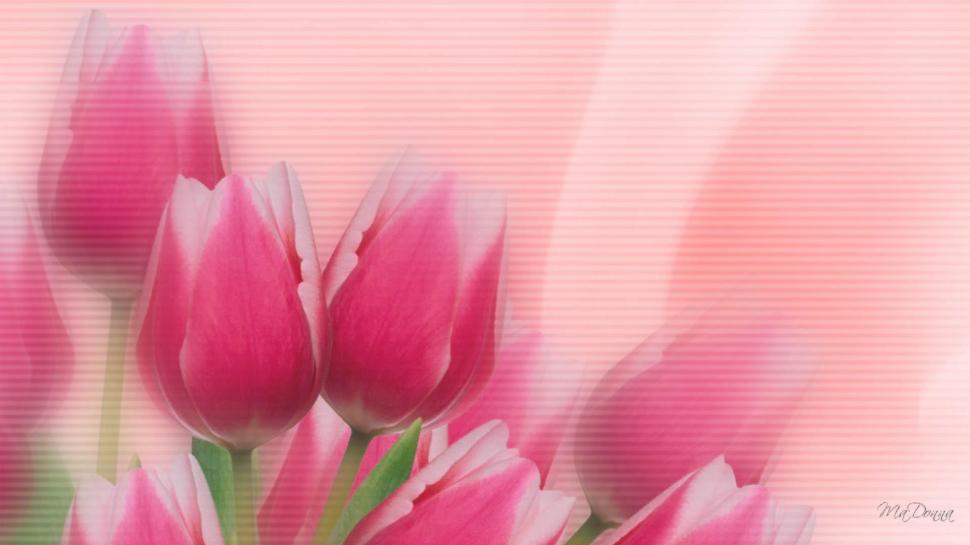 Tulips Pink wallpaper,firefox persona HD wallpaper,spring HD wallpaper,abstract HD wallpaper,floral HD wallpaper,tulips HD wallpaper,flowers HD wallpaper,3d & abstract HD wallpaper,1920x1080 wallpaper
