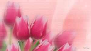Tulips Pink wallpaper thumb