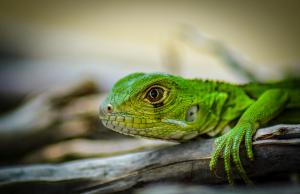 Green iguana lizard wallpaper thumb