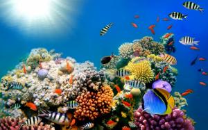 Reef Ocean Sea Underwater High Resolution Pictures wallpaper thumb