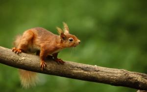 Cute Squirrel wallpaper thumb