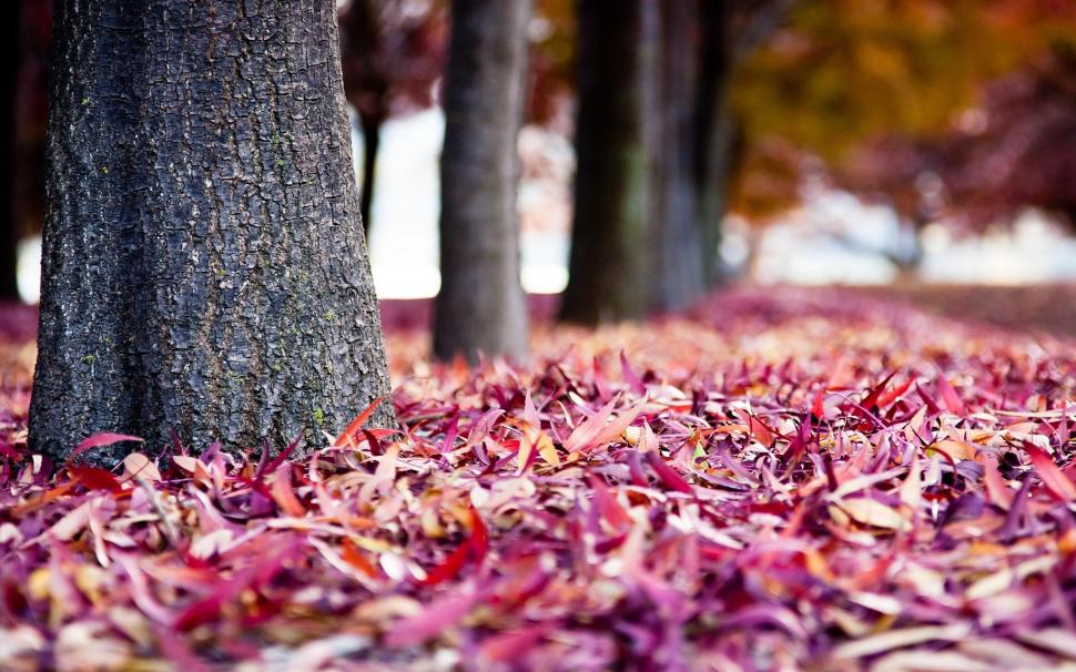 Autumn Leaves Ground wallpaper,autumn HD wallpaper,nature HD wallpaper,leaves HD wallpaper,ground HD wallpaper,2560x1600 wallpaper