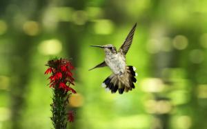 Hummingbird flying, red flowers, green background wallpaper thumb