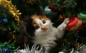 Kitten hiding in the Christmas tree wallpaper thumb