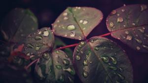Water Drops Macro Leaves HD wallpaper thumb