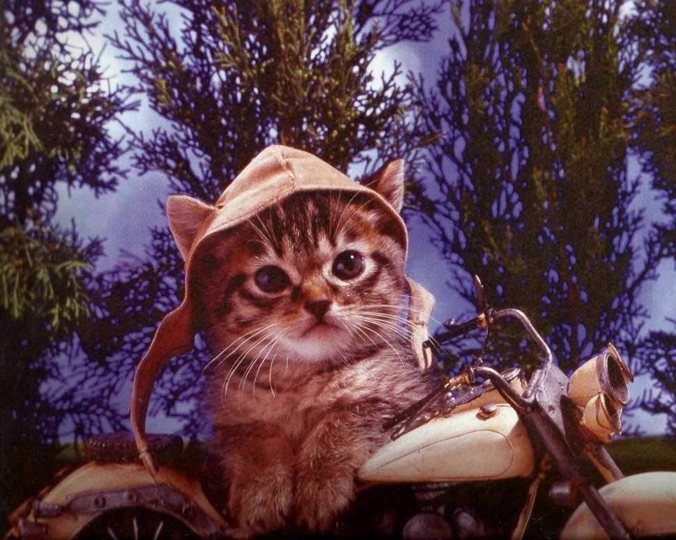 A Kitten On A Motorcycle wallpaper,hamlet HD wallpaper,feline HD wallpaper,kitten HD wallpaper,motorcycle HD wallpaper,animals HD wallpaper,1964x1570 wallpaper