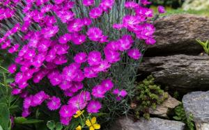 Gorgeous Spring Purple Flowers wallpaper thumb