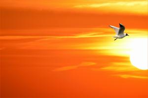 Seagull in the Sunset wallpaper thumb