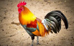 Colorful feathers, rooster wallpaper thumb