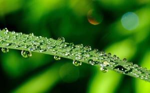 Macro green leaf, water drops wallpaper thumb