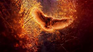 Owl in flight at night forest wallpaper thumb