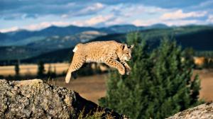 Lynx Cat Jump Stop Action HD wallpaper thumb