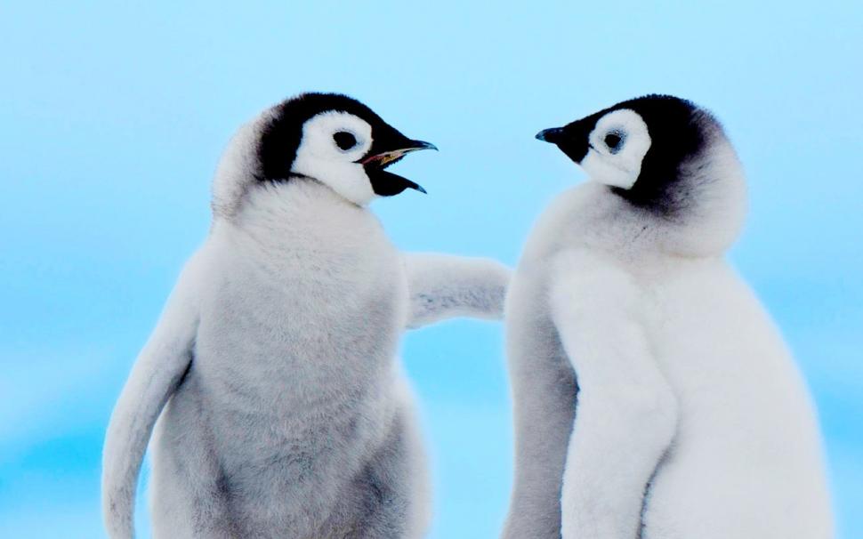 Cute Baby Penguins, Animals, Thick Fur wallpaper,cute baby penguins wallpaper,animals wallpaper,thick fur wallpaper,1280x800 wallpaper