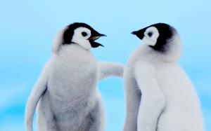 Cute Baby Penguins, Animals, Thick Fur wallpaper thumb