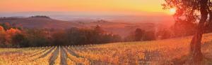 Sunset, dusk, vineyard, Siena, Tuscany, Italy wallpaper thumb