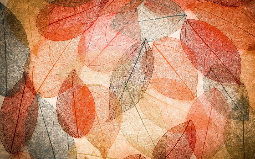 Autumn, transparent leaves, abstract, colorful wallpaper,Autumn HD wallpaper,Transparent HD wallpaper,Leaves HD wallpaper,Abstract HD wallpaper,Colorful HD wallpaper,2560x1600 wallpaper