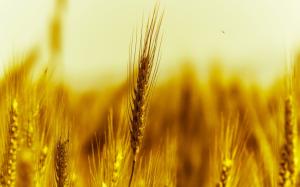 Gold wheat macro photography wallpaper thumb