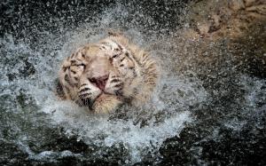 Tiger spray water wallpaper thumb