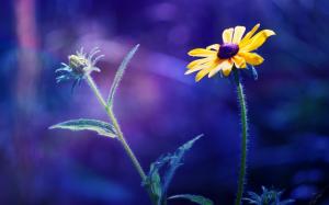 Two flowers, blue blurred background wallpaper thumb