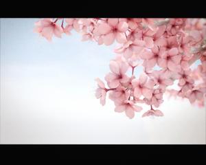 Sakura Flower For Mobile wallpaper thumb