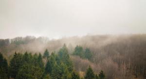Nature, Landscape, Trees, Mist wallpaper thumb