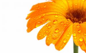 Orange Flowers, Water Drops, Macro, White Background wallpaper thumb