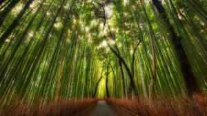 HDR Bamboo Path Trail Green HD wallpaper thumb