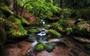 Forest River And Moss wallpaper thumb
