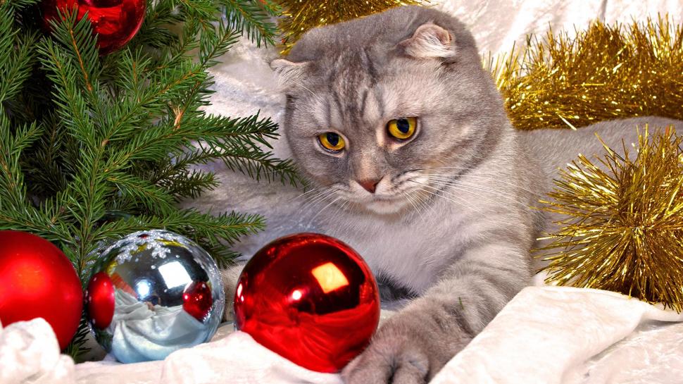 The Cat Of Christmas wallpaper,merry HD wallpaper,cute HD wallpaper,christmas HD wallpaper,animals HD wallpaper,1920x1080 wallpaper