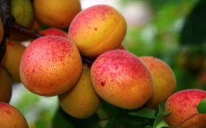 Red apricot fruit wallpaper thumb
