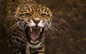 Predator, jaguar, wild cat, face, mouth, teeth wallpaper thumb