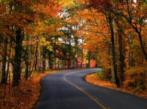 Seasons Autumn Roads Trees Foliage Nature wallpaper thumb