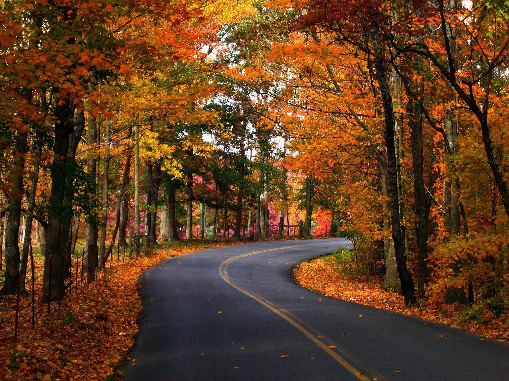 Seasons Autumn Roads Trees Foliage Nature wallpaper | nature and landscape  | Wallpaper Better