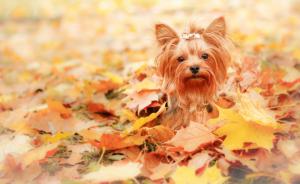 Dog, friend, autumn wallpaper thumb