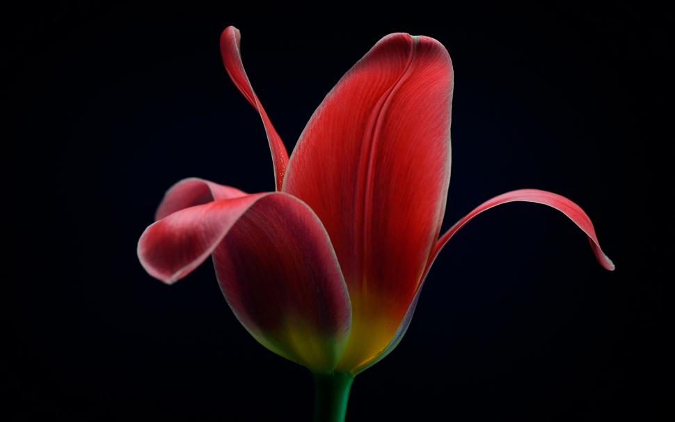 Red tulip flower macro, black background wallpaper,Red HD wallpaper,Tulip HD wallpaper,Flower HD wallpaper,Macro HD wallpaper,Black HD wallpaper,Background HD wallpaper,2560x1600 wallpaper