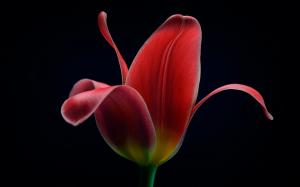 Red tulip flower macro, black background wallpaper thumb