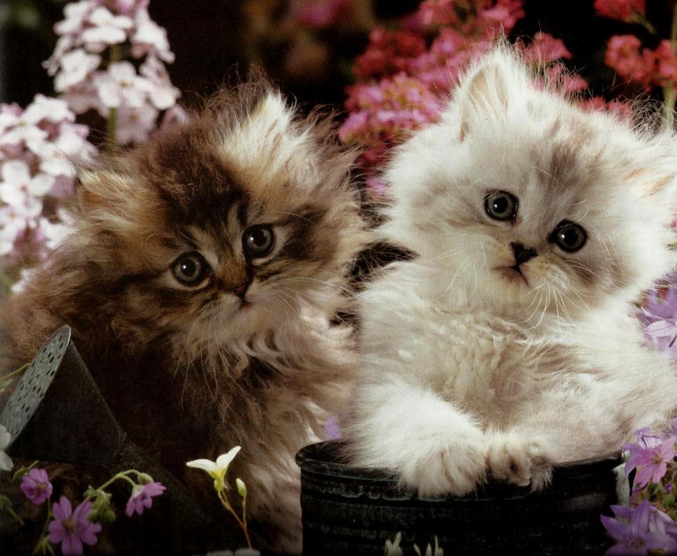 Two Kittens In A Flowerpot wallpaper,feline HD wallpaper,water can HD wallpaper,flowers HD wallpaper,flowerpot HD wallpaper,kittens HD wallpaper,animals HD wallpaper,1946x1600 wallpaper