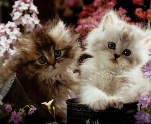 Two Kittens In A Flowerpot wallpaper thumb